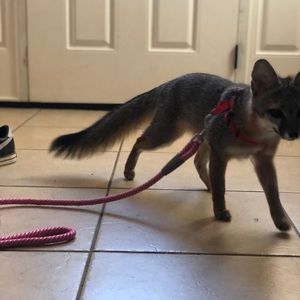 Meet your Posher, Mandy